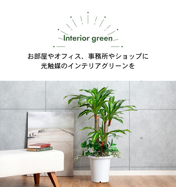 市販 ベンジャミン 人工樹木 H200cm ad-naturam.fr