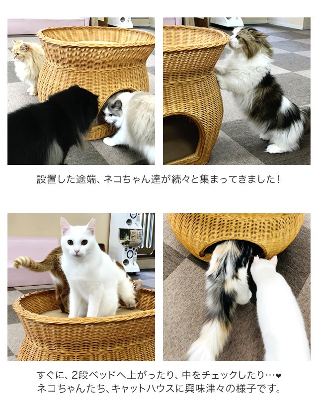 天然籐ネコちゃんハウス 2段ベッドタイプ ペット ベッド ペットハウス 室内用 キャットハウス ペットベッド 木製 : 03180 : ライフケアーズ  - 通販 - Yahoo!ショッピング