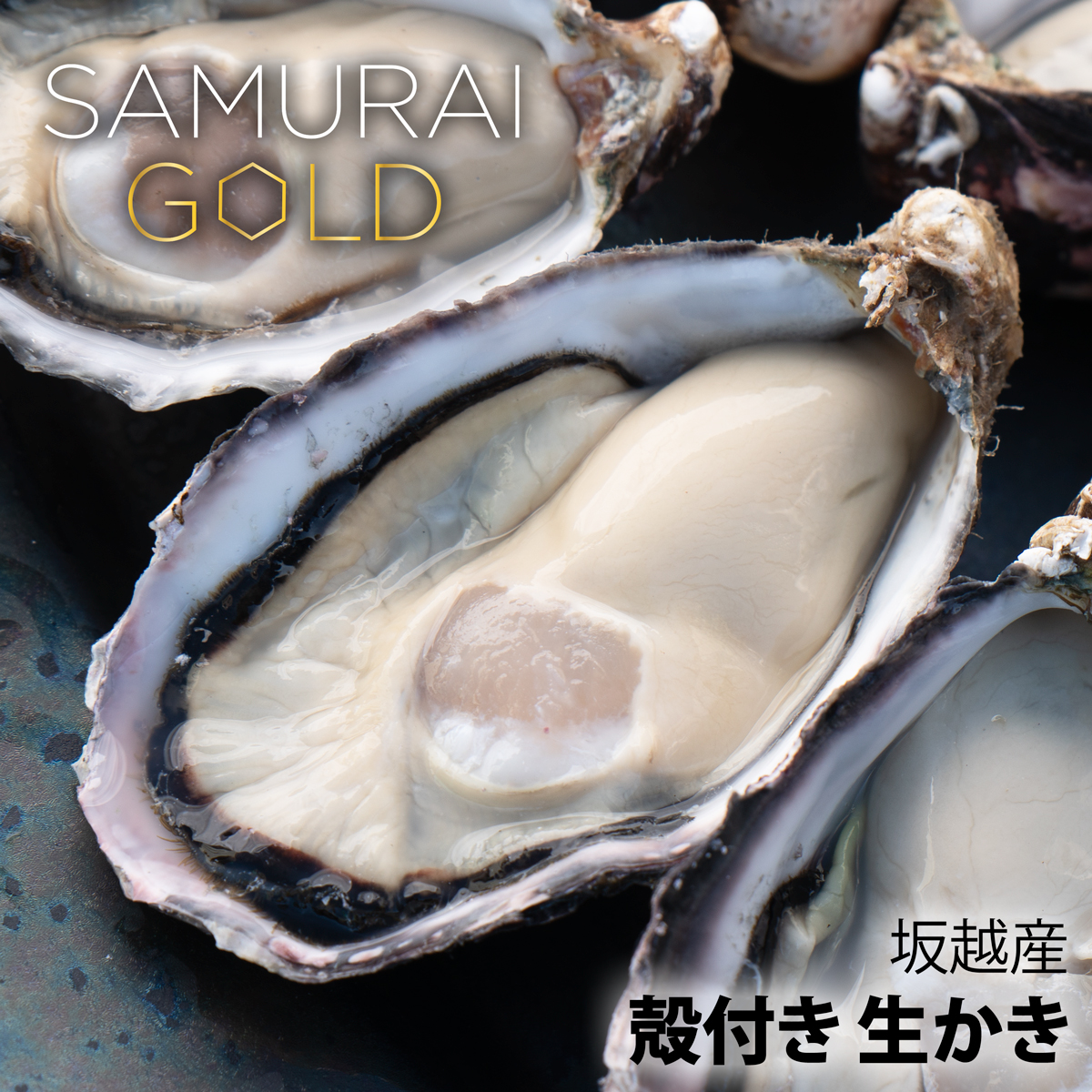 サムライゴールド 坂越産 殻付き 牡蠣10ヶ 生食OK☆春・夏でも美味しい