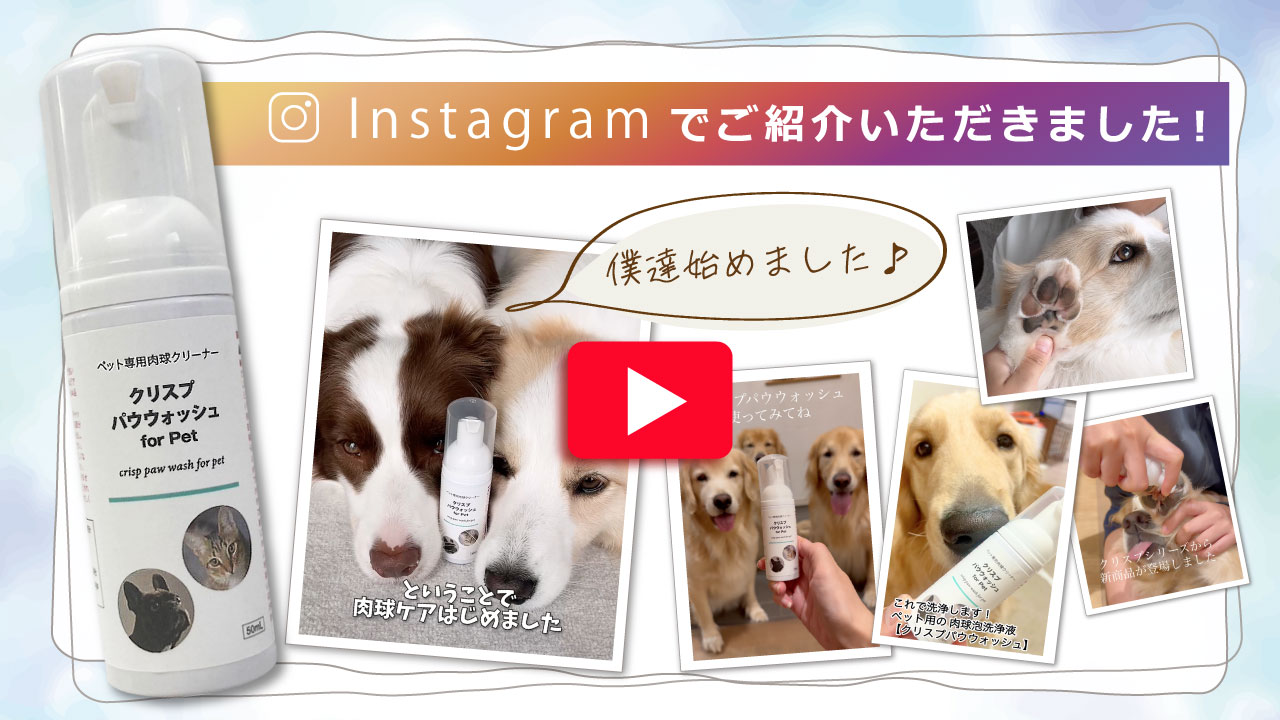 肉球ケア 犬 猫 肉球 ひび割れ (クリスプパウウォッシュ 50ml） 泡 肉