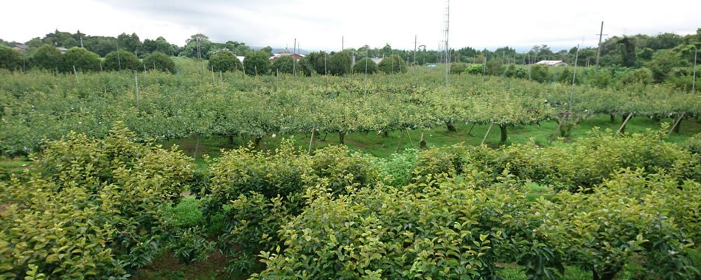ようこそ「元気印のおおぞら梨園」へ!!