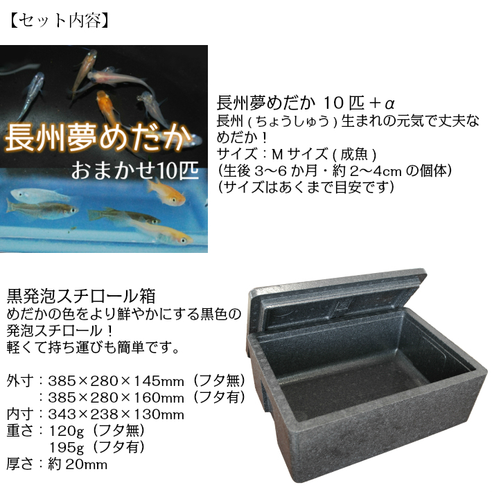 送料無料 めだか飼育初心者セット メダカ10匹 飼育用品5点 Medaka Beginner Set P F ペット アンド フィッシュ 通販 Yahoo ショッピング