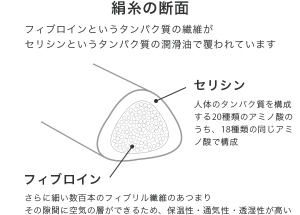 シルクの断面