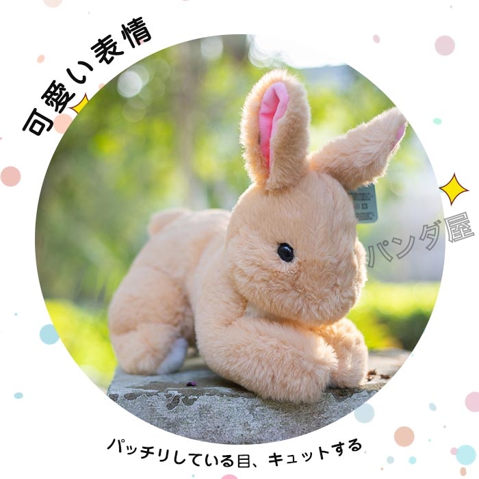 ご成約】＜Sale対象＞2019年8月17日生まれ 女の子 尺ベビー2