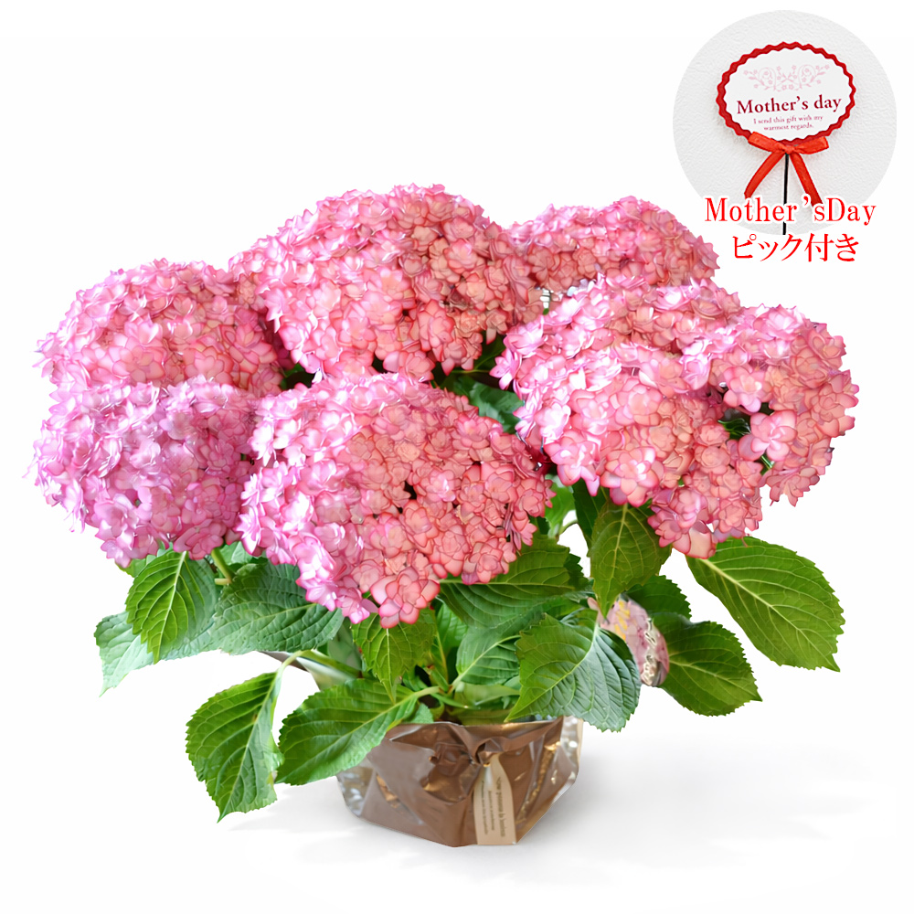 母の日 ギフト あじさいの鉢植え 紫陽花(ひな祭りルナ) 花 花鉢 鉢花