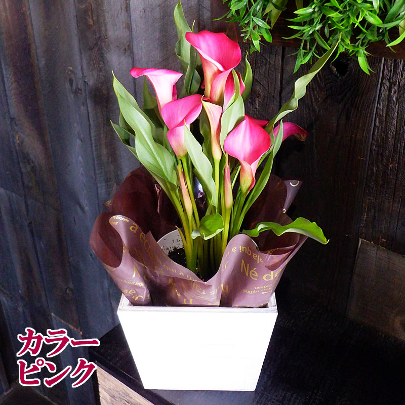 母の日 ギフト 選べる 花鉢 紫陽花(ひな祭りルナ) カラー 花