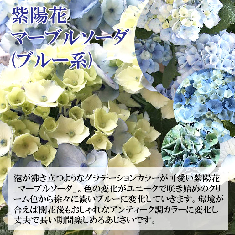 母の日 花 ギフト プレゼント 母の日プレゼント アジサイ 花鉢 鉢花