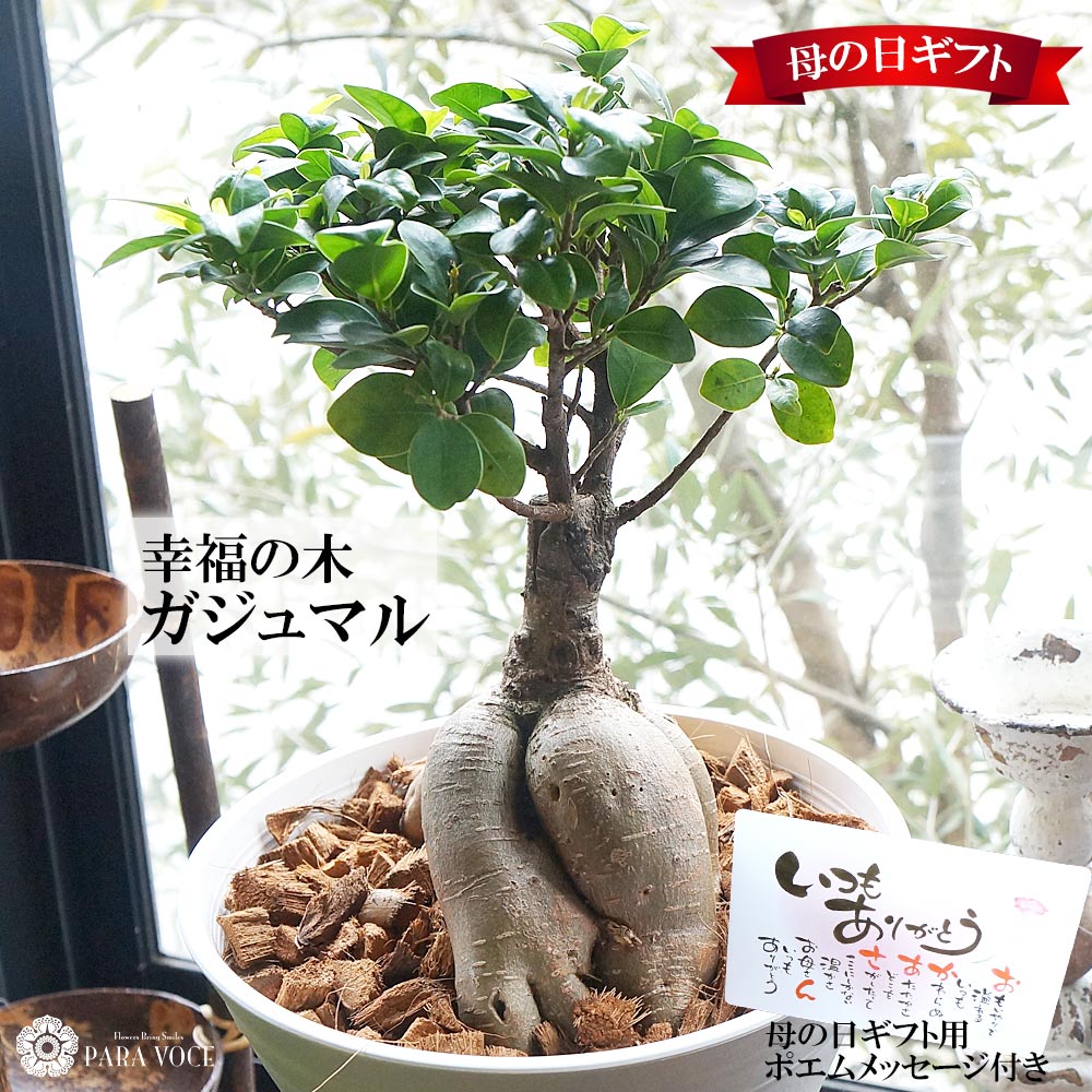 誕生日プレゼント ガジュマル ギフト 幸福の木 新築祝い 多幸の樹 開店