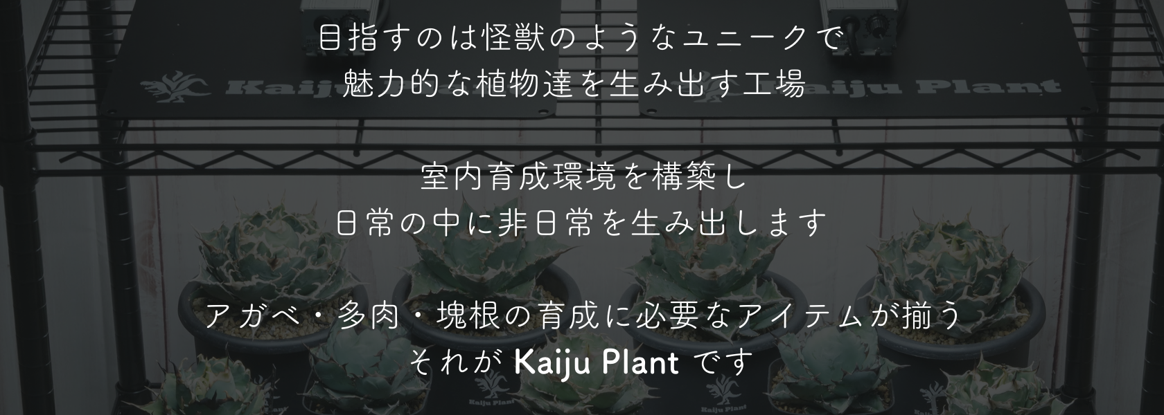 パクマケ - Kaiju Plant｜Yahoo!ショッピング