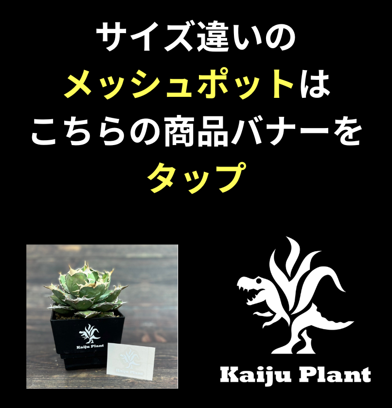 春新作の Five Elements Plantsカルシファー 鉢 植物/観葉植物