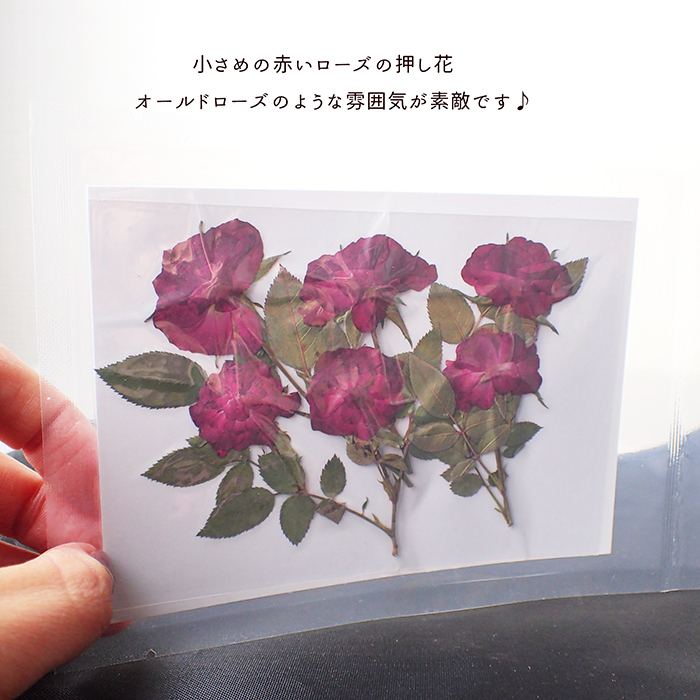 押し花 (81) オールドローズ ローズ 薔薇 ドライフラワー 花材 押し花 (81) オールドローズ ローズ 薔薇 ドライフラワー 花材