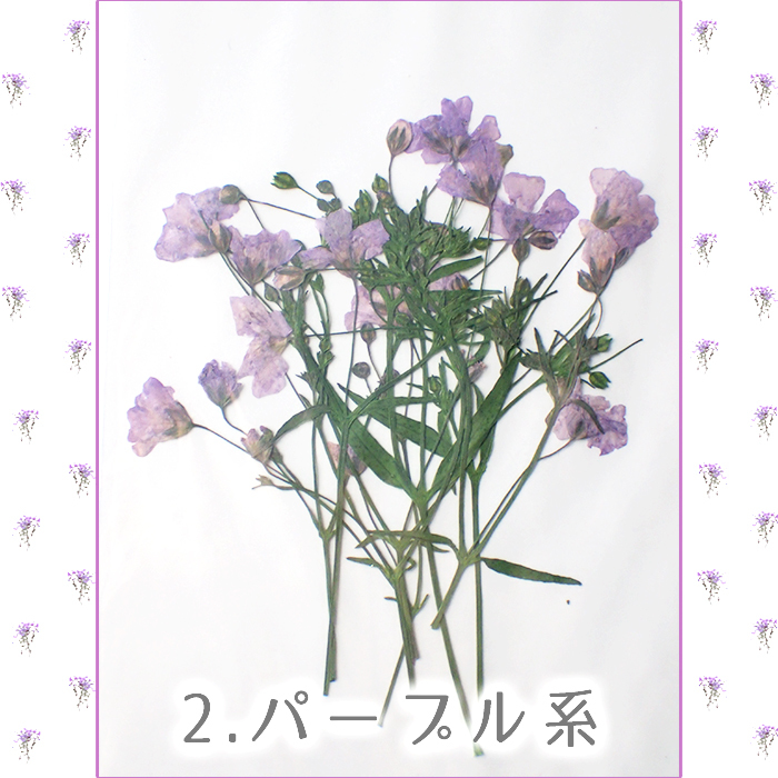 押し花】トリフォニウム 花材 182 | drmsimcock.co.nz