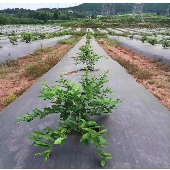 防草シート 3m×100m 農用シート 高透水 草よけシート 農業 園芸用 通水性 雑草シート 雑草防止 高密度 高耐久性 除草シート 厚さ約0.5mm  雑草対策 : cai549 : parumuoppa - 通販 - Yahoo!ショッピング