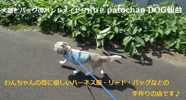 patochan DOG仙台 ロゴ