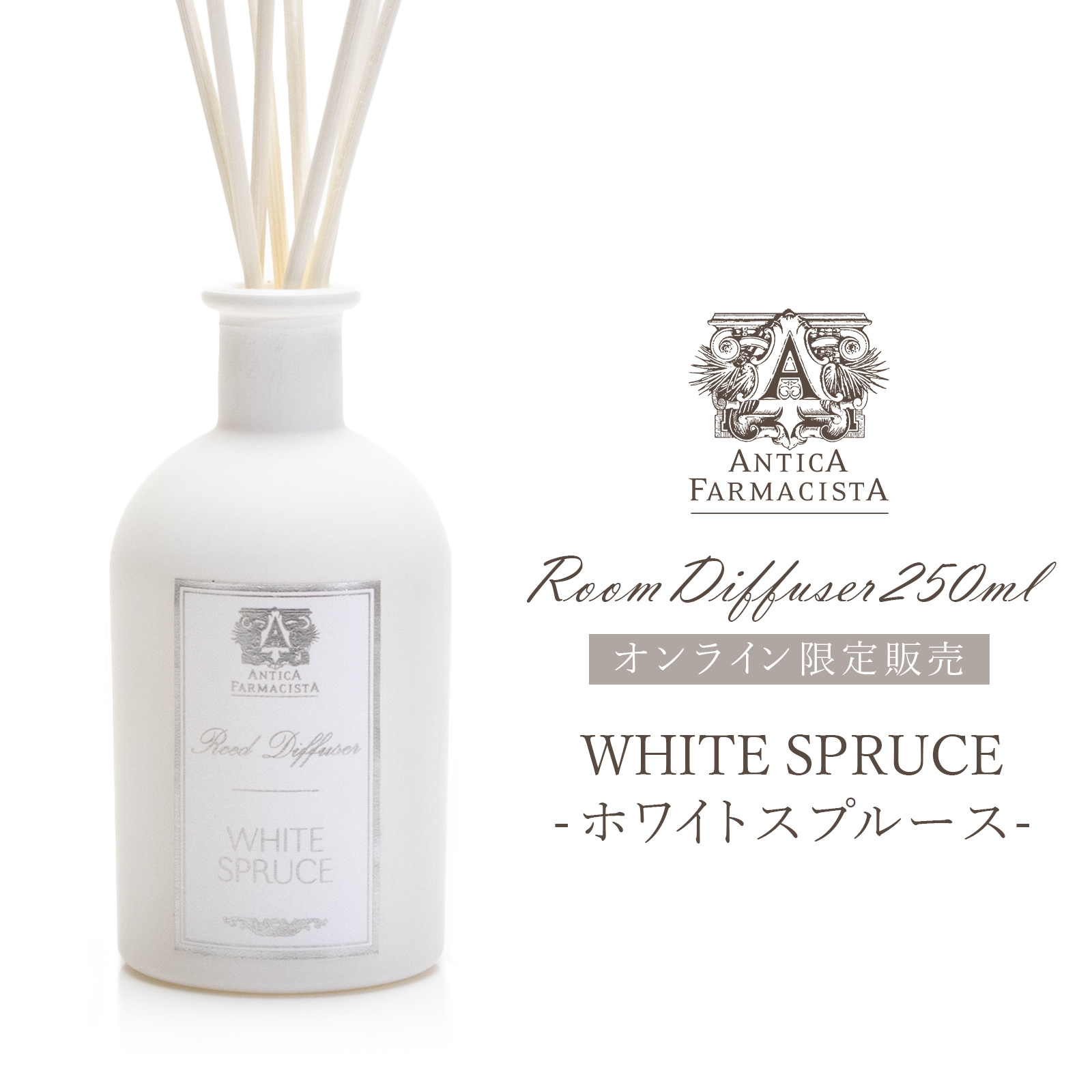 オンライン限定】WHITE SPRUCE -ホワイトスプルース- アンティカ