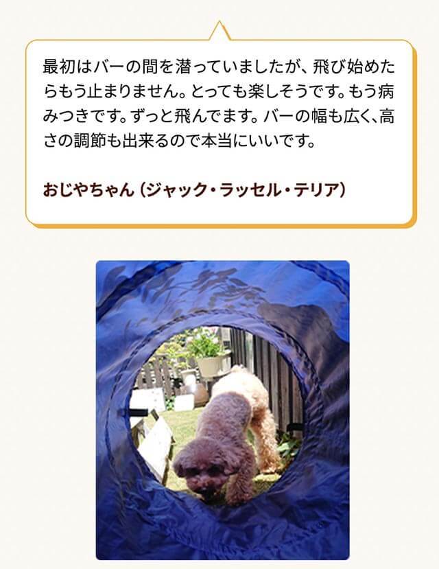 はこぽす対応商品 犬おもちゃ ｓｉｐｐｏｌｅ アジリティ ハードル 犬 おもちゃ 室内 遊び トレーニング 運動 健康 ストレス発散 ペット ペピイ Peppy Discoversvg Com