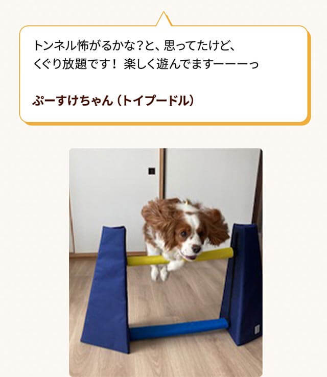ｓｉｐｐｏｌｅアジリティ トンネル 犬 おもちゃ 室内 遊び トレーニング 運動 健康 ストレス発散 ペット ペピイ Peppy Peppy ペピイ Paypayモール店 通販 Paypayモール