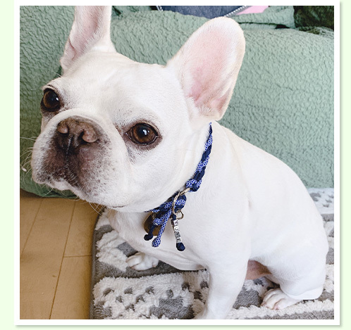 半額sale 犬 猫 ウェットティッシュ 万能ウェットタオル クリンポイ 本体 手拭き 足拭き おしり拭き 顔拭き 国産 日本産2 816円 Aynaelda Com