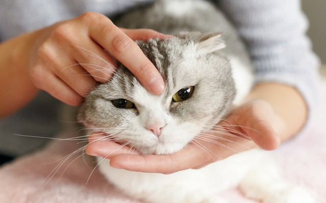 猫が撫でられるとうれしいポイントと絆を深める コミュニケーション術 