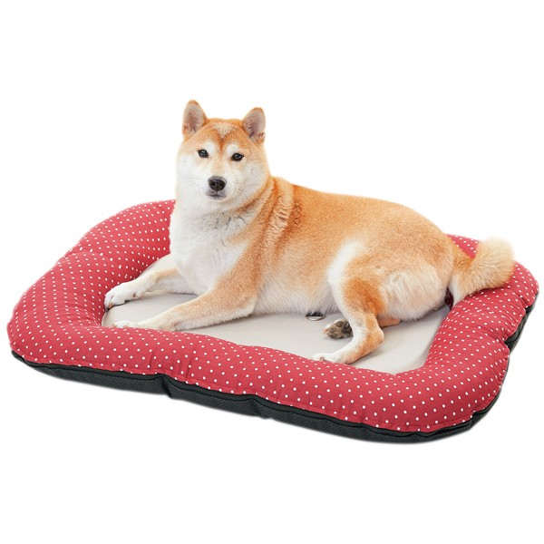 愛犬ここあ　専用出品 愛犬ここあ 専用出品