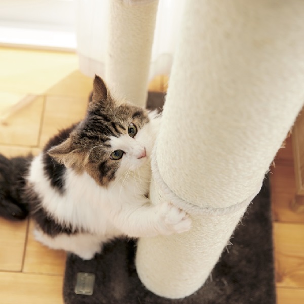 猫 爪とぎ キャットスクラッチポール 全高84cm キャットタワー