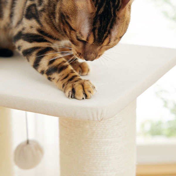 窓辺でまったり日向ぼっこミニタワー 猫 爪とぎ キャットタワー