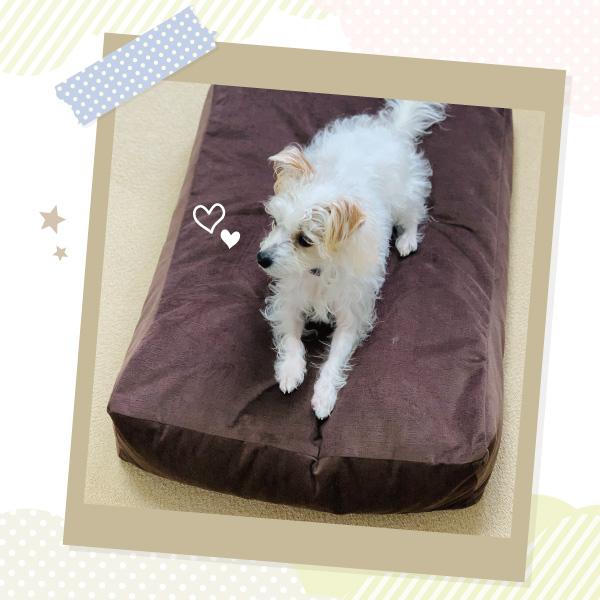 PEPPY もっちりローカウチ 本体 犬 猫 ベッド 秋 冬 おしゃれ