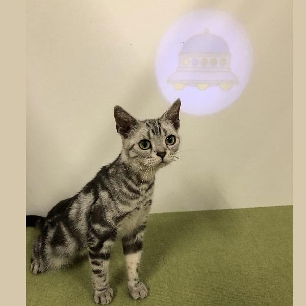 謎の置物　宇宙猫 PEPPY 月刊ムーコラボ UFOプロジェクターライト 猫 ねこ
