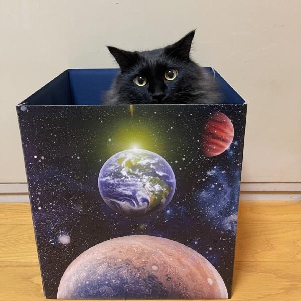 月刊ムーコラボ 宇宙猫製造BOX 猫 ねこ UMA 未確認動物 かわいい 