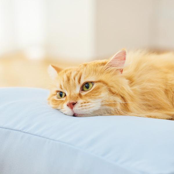 PEPPY もっちりローカウチ 本体 犬ベッド 猫ベッド ふかふか 高