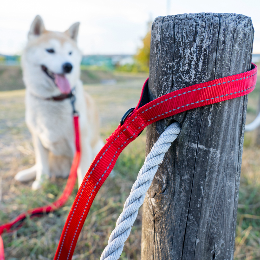 犬 リード ダブルハンドル 小型犬 中型犬 サブグリップ付き 反射