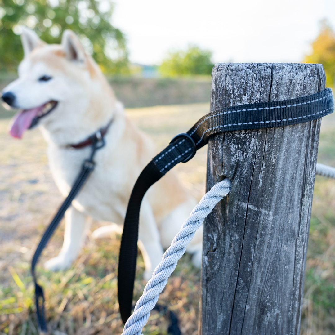 犬 リード ダブルハンドル 小型犬 中型犬 サブグリップ付き 反射