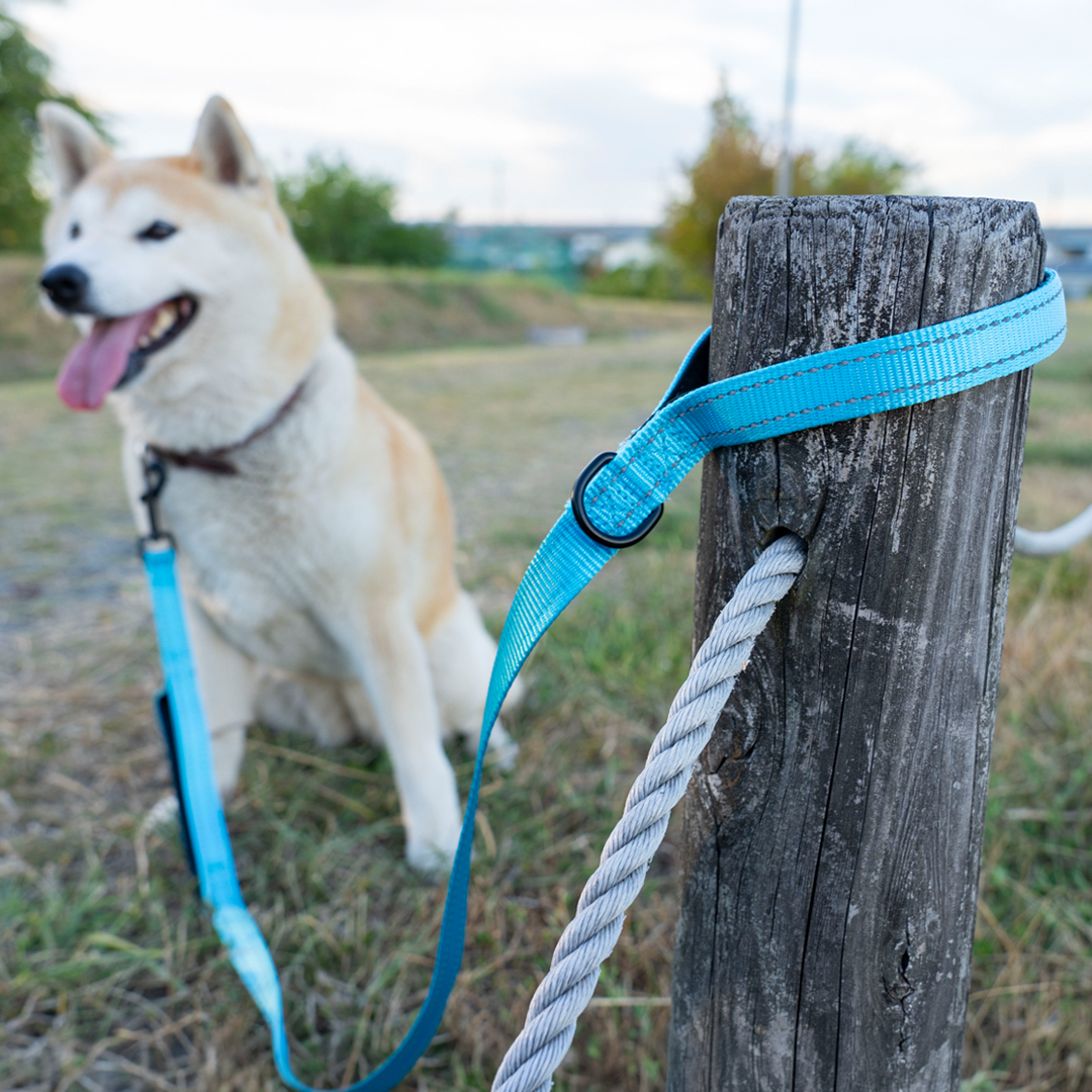 犬 リード ダブルハンドル 小型犬 中型犬 サブグリップ付き 反射