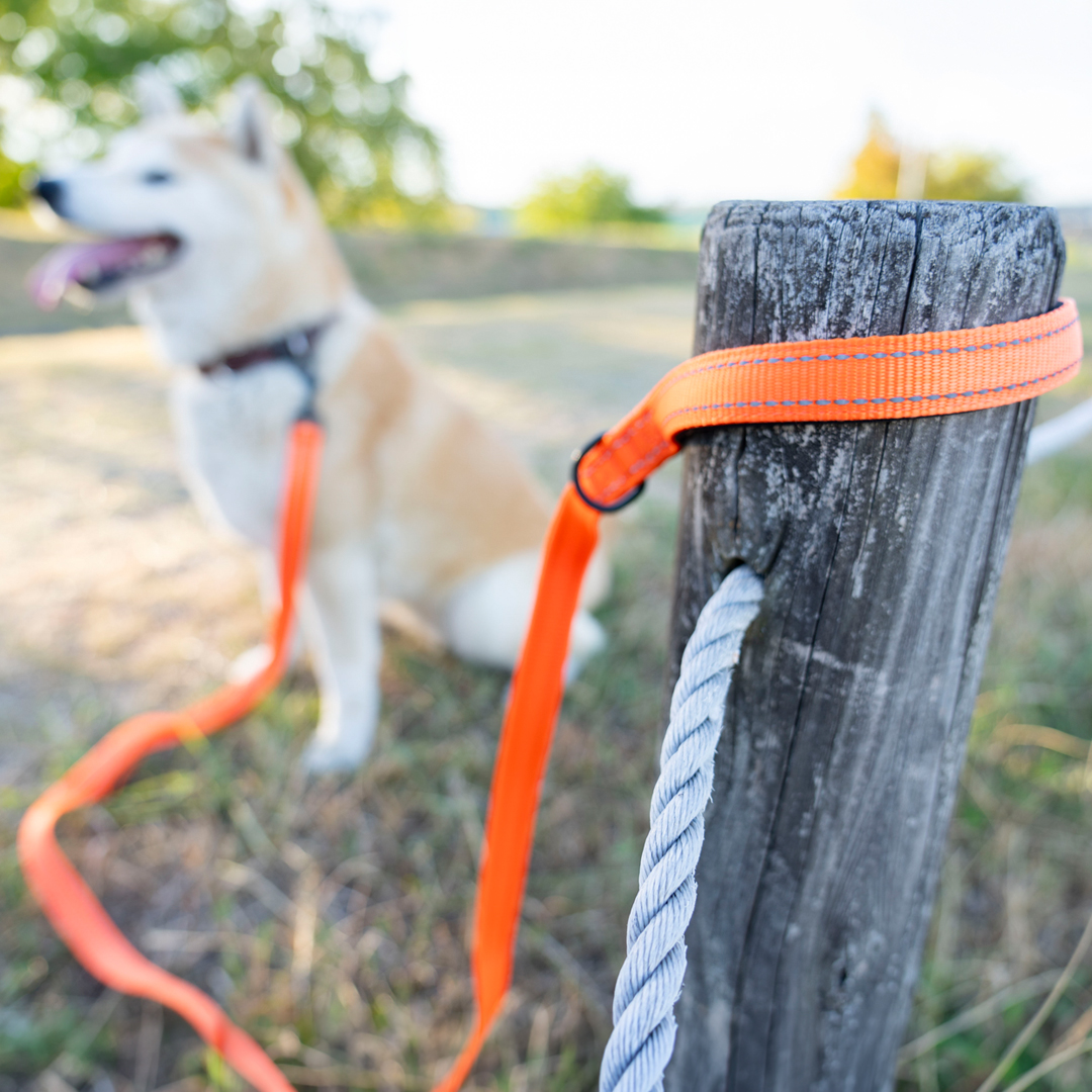 犬 リード ダブルハンドル 小型犬 中型犬 サブグリップ付き 反射