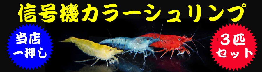 信号機シュリンプ特集