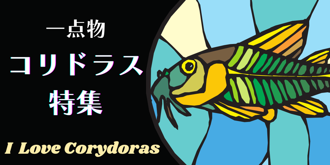 未来アクアリウムヤフー店 - Yahoo!ショッピング