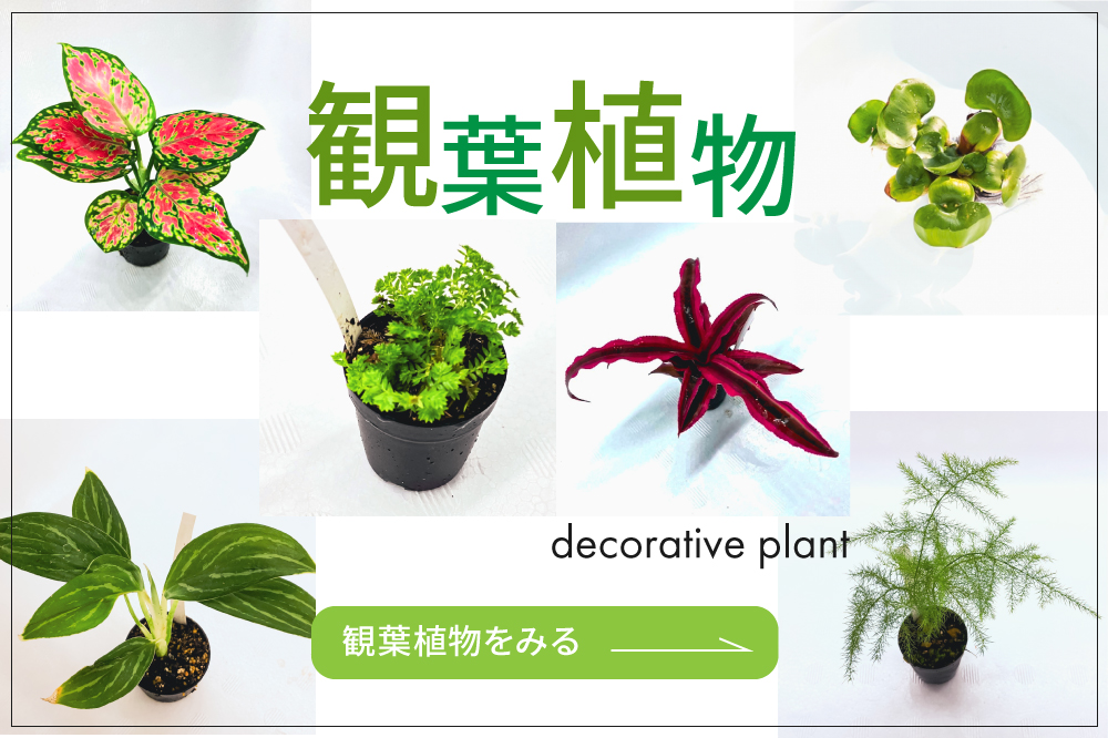 観葉植物