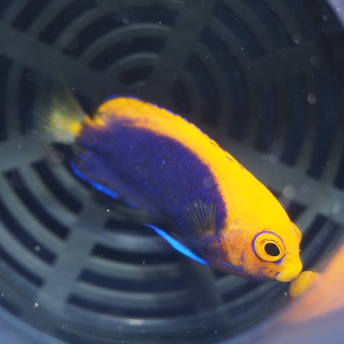 アフリカンピグミーエンゼル 海水魚 小型ヤッコ Kf 未来アクアリウムヤフー店 通販 Yahoo ショッピング