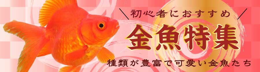 金魚特集
