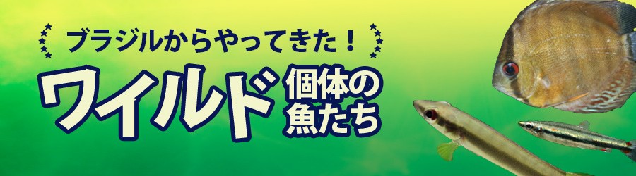 ブラジル
