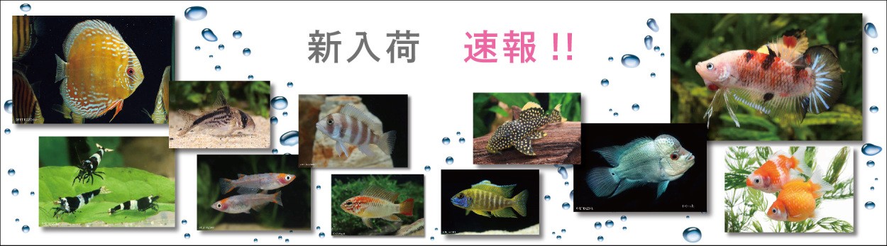 新入荷速報