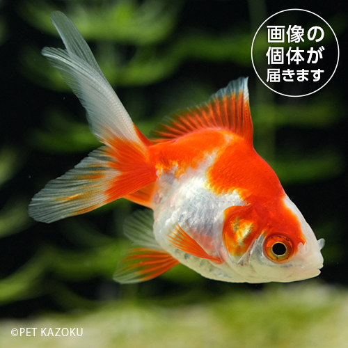 観賞魚
