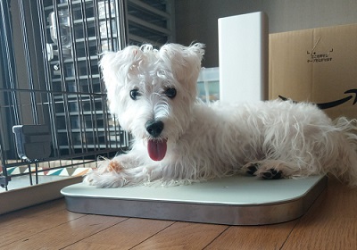 チンチラのクーラー ＰＣ－２００　冷暖房器 チンチラのクーラーPC－200の公式サイト