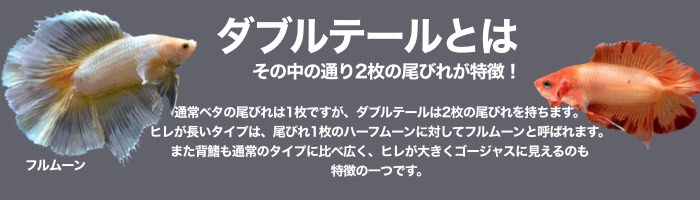 ベタ専門店 ペットフィッシュ - ダブルテール｜Yahoo!ショッピング