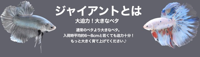 ベタ専門店 ペットフィッシュ - ジャイアント（ベタ）｜Yahoo!ショッピング