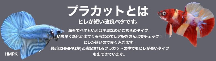 ベタ専門店 ペットフィッシュ - プラガット（鯉）（ベタ）｜Yahoo!ショッピング