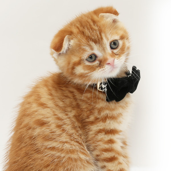 猫 首輪 名入れ 「 千鳥 」 ( 迷子札付き 仕様 ) 名札 飼い主名