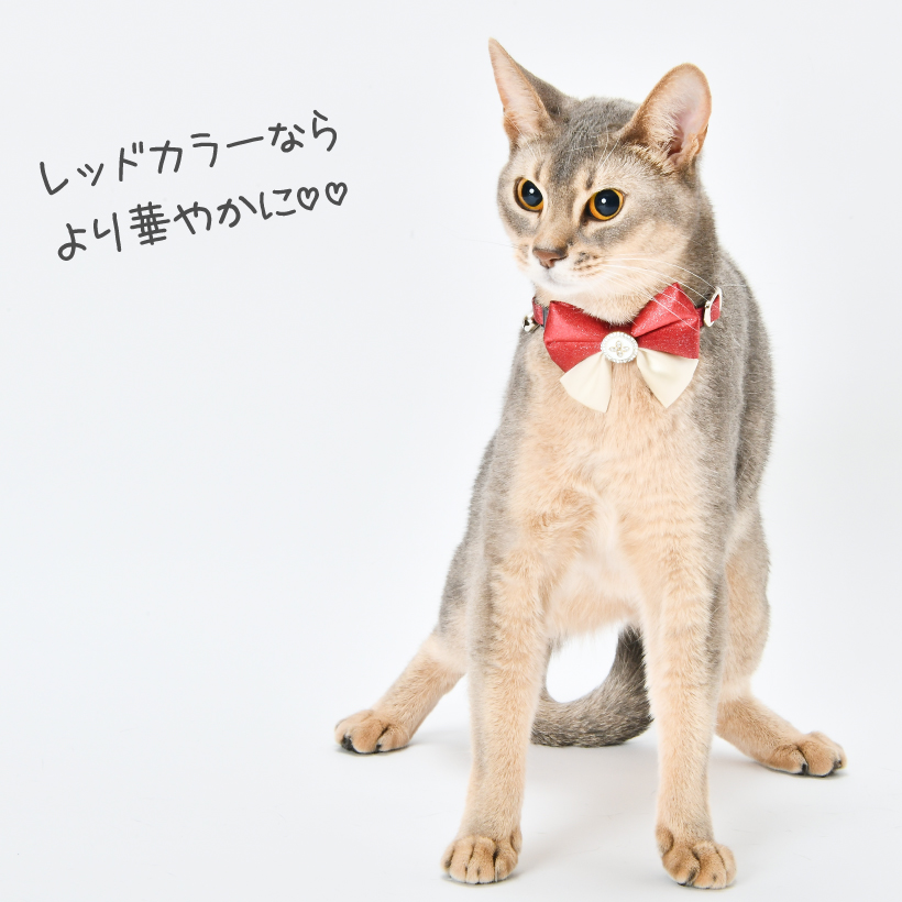 猫 首輪 「 パーティーリボン 」 ( 鈴チャーム付き 仕様