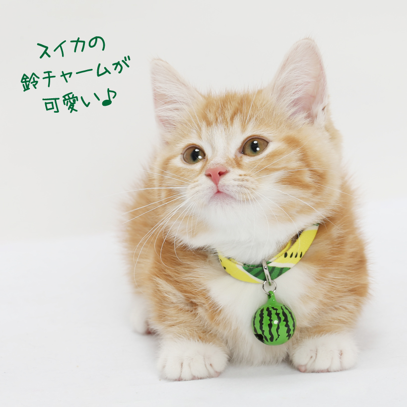 プレミアムバースデースタイ Sサイズ 猫・小型犬用 LIFELIKE