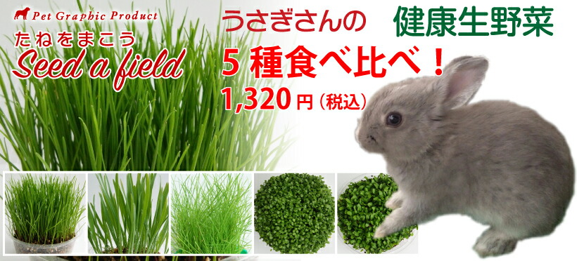 数量限定 特売 うさぎ 餌 ラッシュグリーン 鉢で育てる ウサギ 種単品 生牧草 エサ